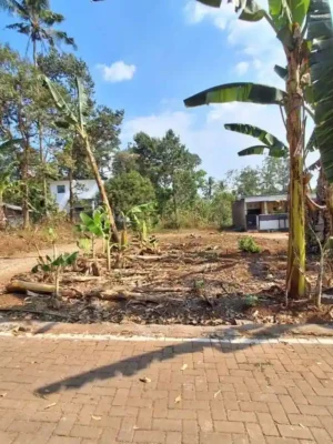 Lahan tanah hook 3 jalan di Sidodadi Mijen Semarang, akses paving, dikelilingi pohon pisang dan pemukiman padat nempel kos-kosan, view pagi hari cerah.